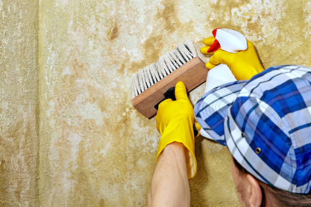 Best Industrial Mold Remediation  in Saratoga, CA