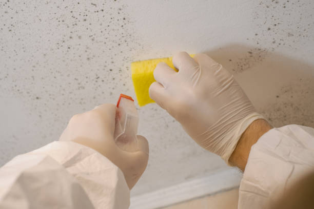 Best Post-Construction Mold Inspection  in Saratoga, CA